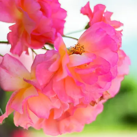 Garni Alpenblick Bed & Breakfast Bergen (Traunstein)